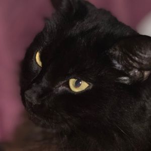 Meet your Posher, Eric